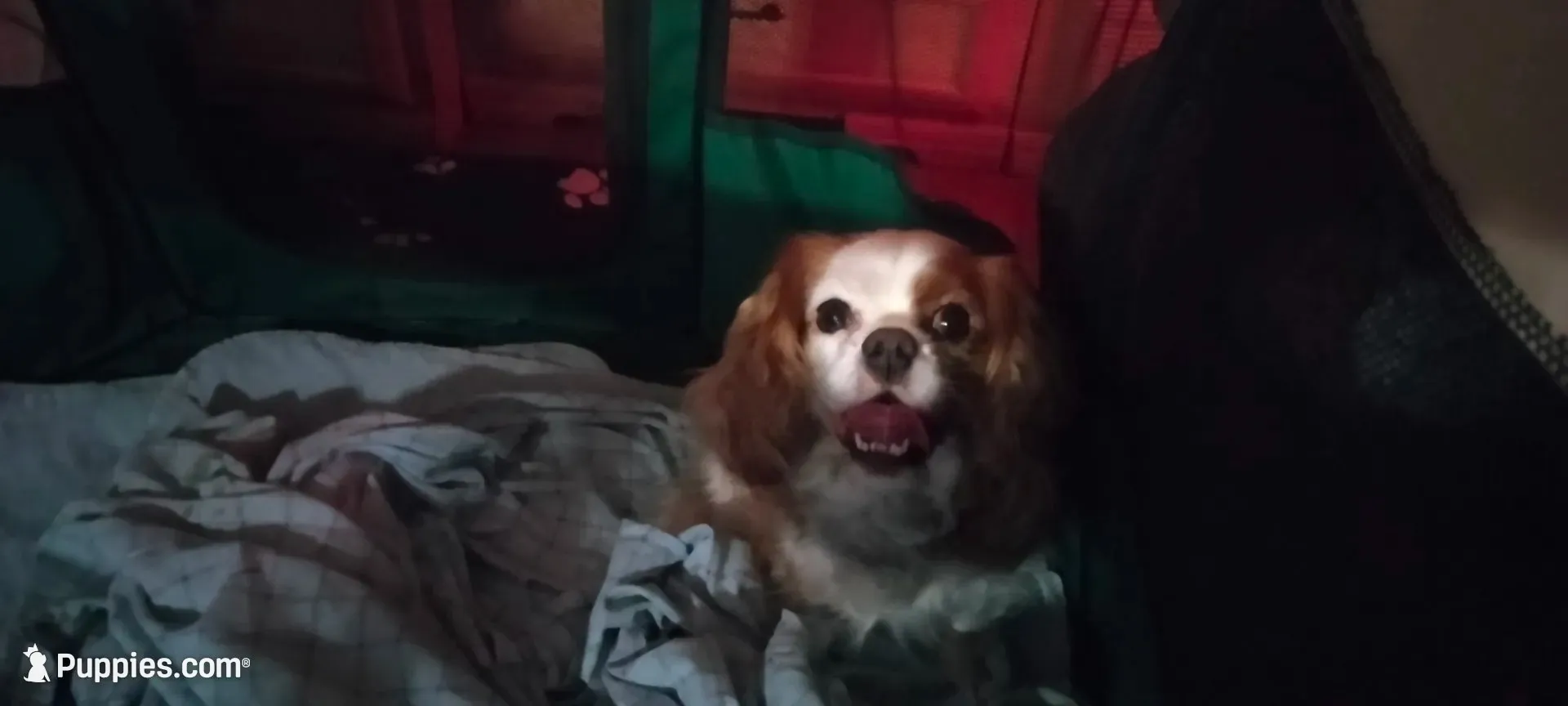 Iris, a female Cavalier King Charles Spaniel for sale in Cedar Point, KS – 6 of 6