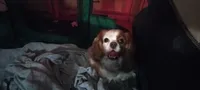Iris, a female Cavalier King Charles Spaniel for sale in Cedar Point, KS – 5 of 6