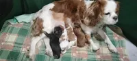 Clematis , a male Cavalier King Charles Spaniel for sale in Cedar Point, KS – 4 of 6