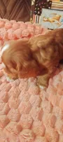 Iris, a female Cavalier King Charles Spaniel for sale in Cedar Point, KS – 2 of 6