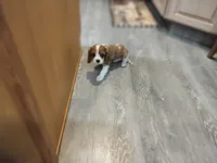 Ivy, a female Cavalier King Charles Spaniel for sale in Cedar Point, KS – 2 of 6