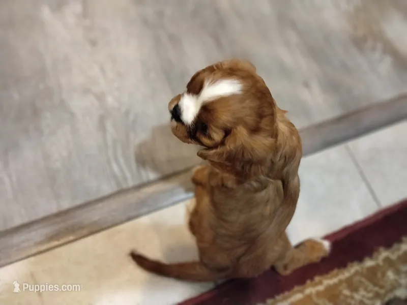 Iris – Cavalier King Charles Spaniel puppy for sale in Cedar Point, KS