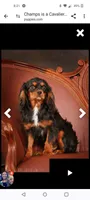 Iris, a female Cavalier King Charles Spaniel for sale in Cedar Point, KS – 6 of 6