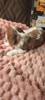 Ivy, a female Cavalier King Charles Spaniel for sale in Cedar Point, KS – 3 of 4