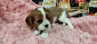 Ivy, a female Cavalier King Charles Spaniel for sale in Cedar Point, KS – 3 of 6