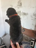 Magnus, a male Bouvier des Flandres and Perro de Presa Canario for sale in National City, CA – 5 of 5