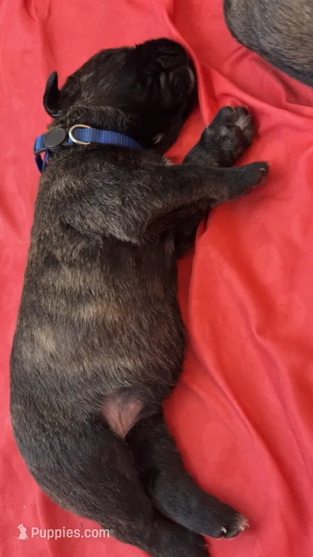 Zara – Bouvier des Flandres, Perro de Presa Canario puppy for sale in National City, CA