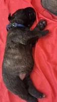 Zara, a female Bouvier des Flandres and Perro de Presa Canario for sale in National City, CA – 1 of 2