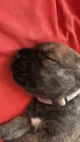 Storm, a female Bouvier des Flandres and Perro de Presa Canario for sale in National City, CA – 2 of 2