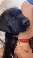 Zara, a female Bouvier des Flandres and Perro de Presa Canario for sale in National City, CA – 5 of 6