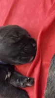 Zara, a female Bouvier des Flandres and Perro de Presa Canario for sale in National City, CA – 2 of 2