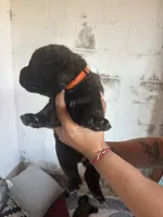 Magnus, a male Bouvier des Flandres and Perro de Presa Canario for sale in National City, CA – 4 of 5