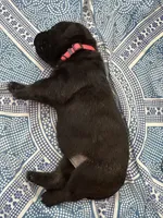 Magnus, a male Bouvier des Flandres and Perro de Presa Canario for sale in National City, CA – 2 of 5