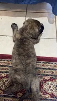 Maximus, a male Bouvier des Flandres and Perro de Presa Canario for sale in National City, CA – 6 of 6
