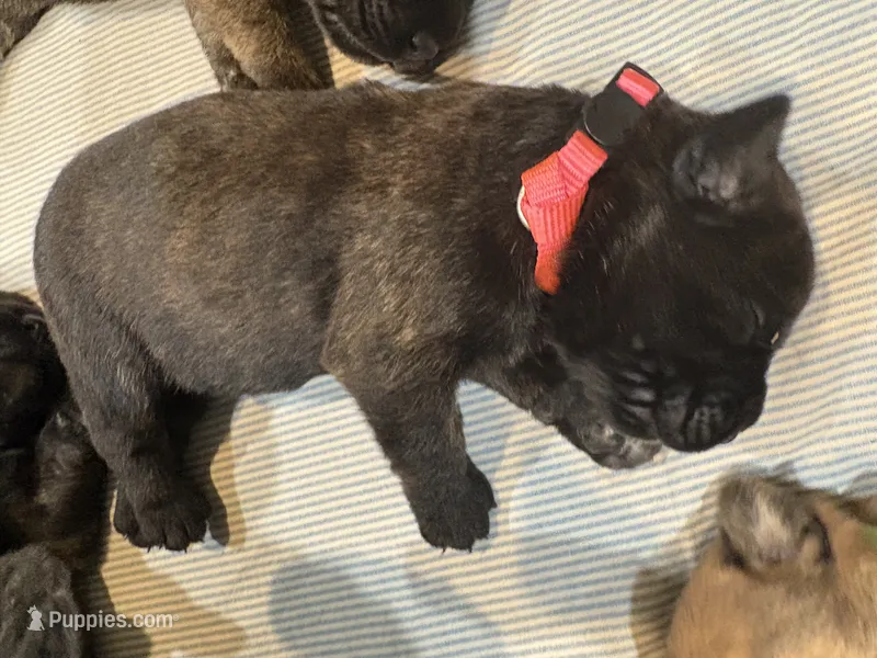 Luna – Bouvier des Flandres, Perro de Presa Canario puppy for sale in National City, CA