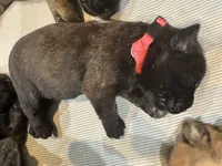 Luna, a female Bouvier des Flandres and Perro de Presa Canario for sale in National City, CA – 1 of 1