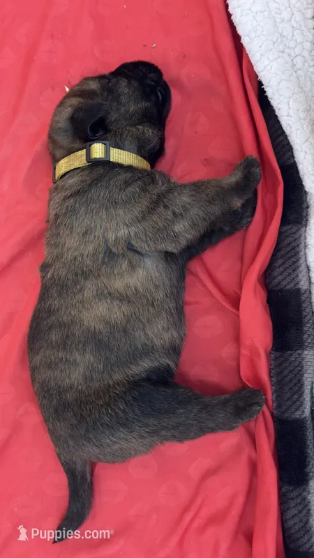 Maximus – Bouvier des Flandres, Perro de Presa Canario puppy for sale in National City, CA