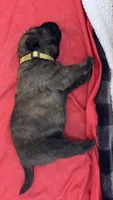 Maximus, a male Bouvier des Flandres and Perro de Presa Canario for sale in National City, CA – 1 of 1
