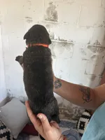 Magnus, a male Bouvier des Flandres and Perro de Presa Canario for sale in National City, CA – 3 of 5