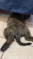 Maximus, a male Bouvier des Flandres and Perro de Presa Canario for sale in National City, CA – 4 of 6