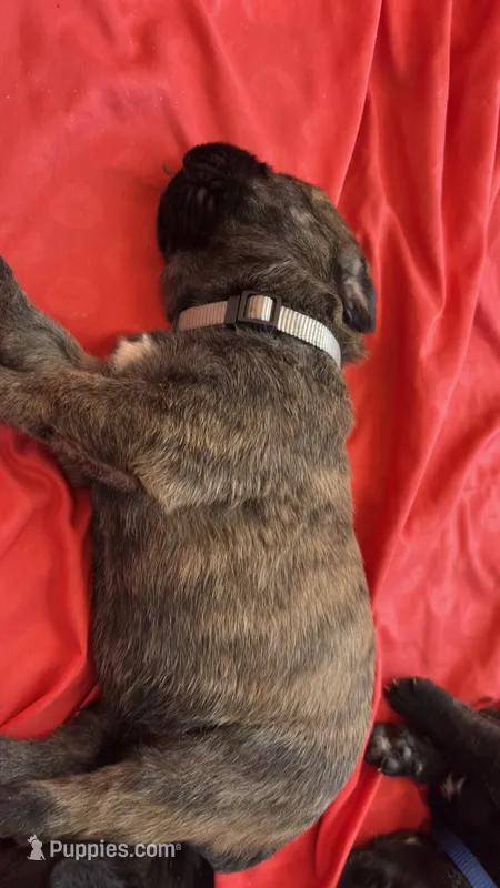 Storm – Bouvier des Flandres, Perro de Presa Canario puppy for sale in National City, CA