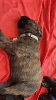 Storm, a female Bouvier des Flandres and Perro de Presa Canario for sale in National City, CA – 1 of 2