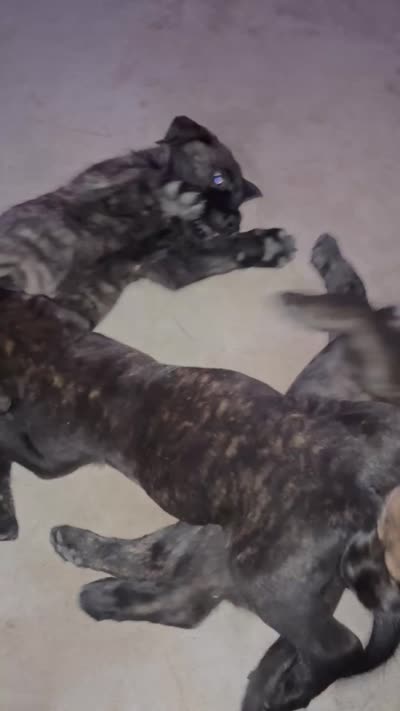 Zara, a female Bouvier des Flandres and Perro de Presa Canario for sale in National City, CA – 6 of 6