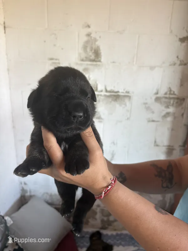 Magnus – Bouvier des Flandres, Perro de Presa Canario puppy for sale in National City, CA