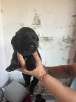 Magnus, a male Bouvier des Flandres and Perro de Presa Canario for sale in National City, CA – 1 of 5