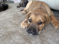 Hulk, a male Bouvier des Flandres and Perro de Presa Canario for sale in National City, CA – 6 of 8