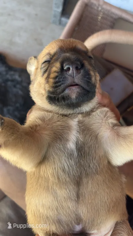 Hulk – Bouvier des Flandres, Perro de Presa Canario puppy for sale in National City, CA
