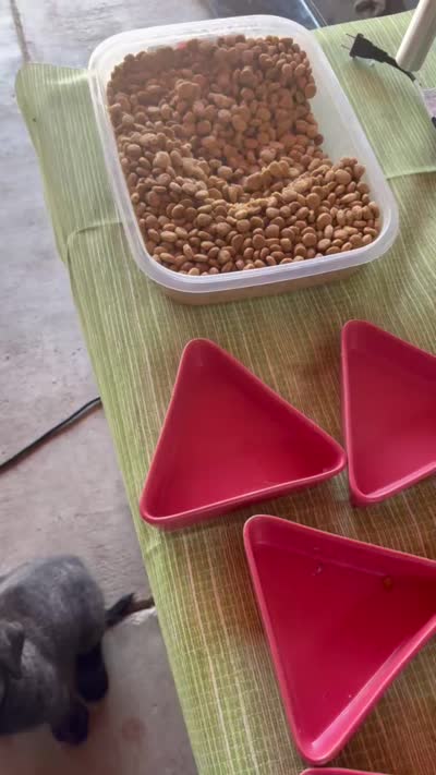 Magnus, a male Bouvier des Flandres and Perro de Presa Canario for sale in National City, CA – 6 of 6