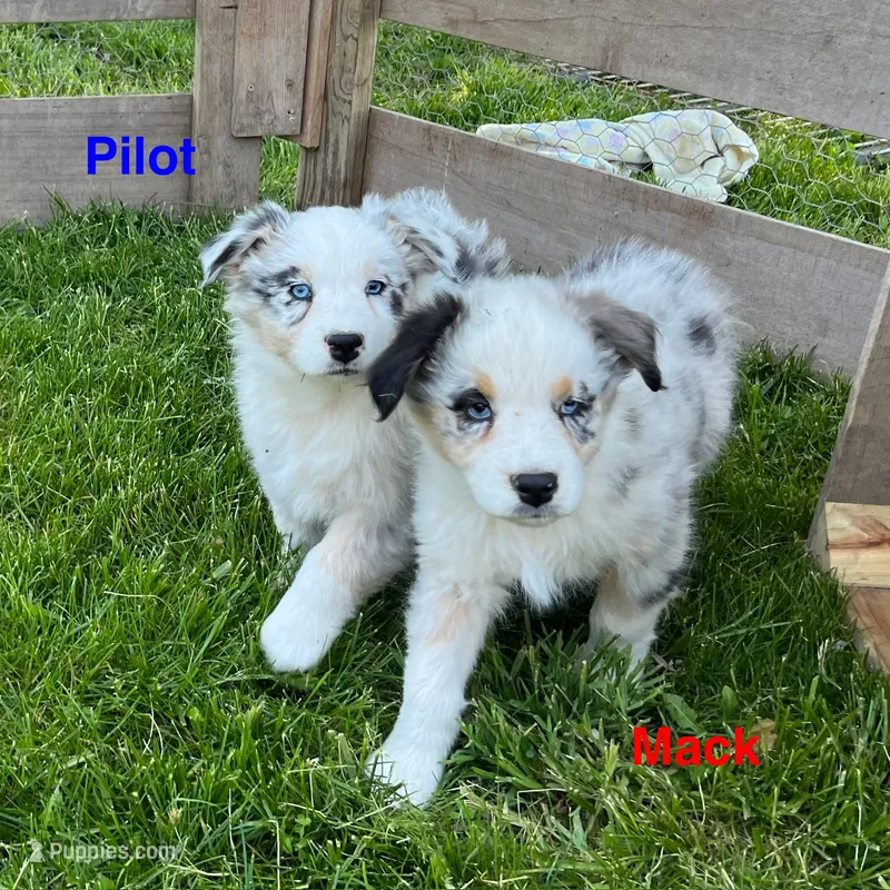 Mack – Australian Shepherd puppy for sale in Higbee, MO