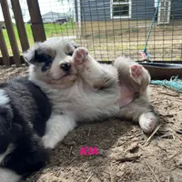 Kia, a female Australian Shepherd for sale in Higbee, MO – Photo 2 of 6