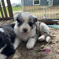 Kia, a female Australian Shepherd for sale in Higbee, MO – Photo 3 of 6
