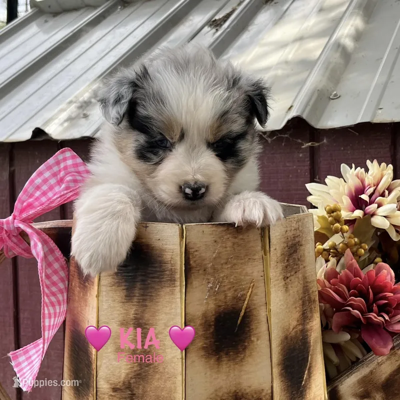 Kia – Australian Shepherd puppy for sale in Higbee, MO