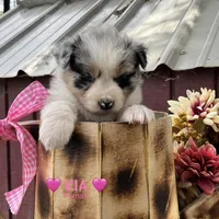 Kia, a female Australian Shepherd for sale in Higbee, MO – Photo 1 of 6