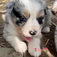 Kia, a female Australian Shepherd for sale in Higbee, MO – Photo 4 of 6