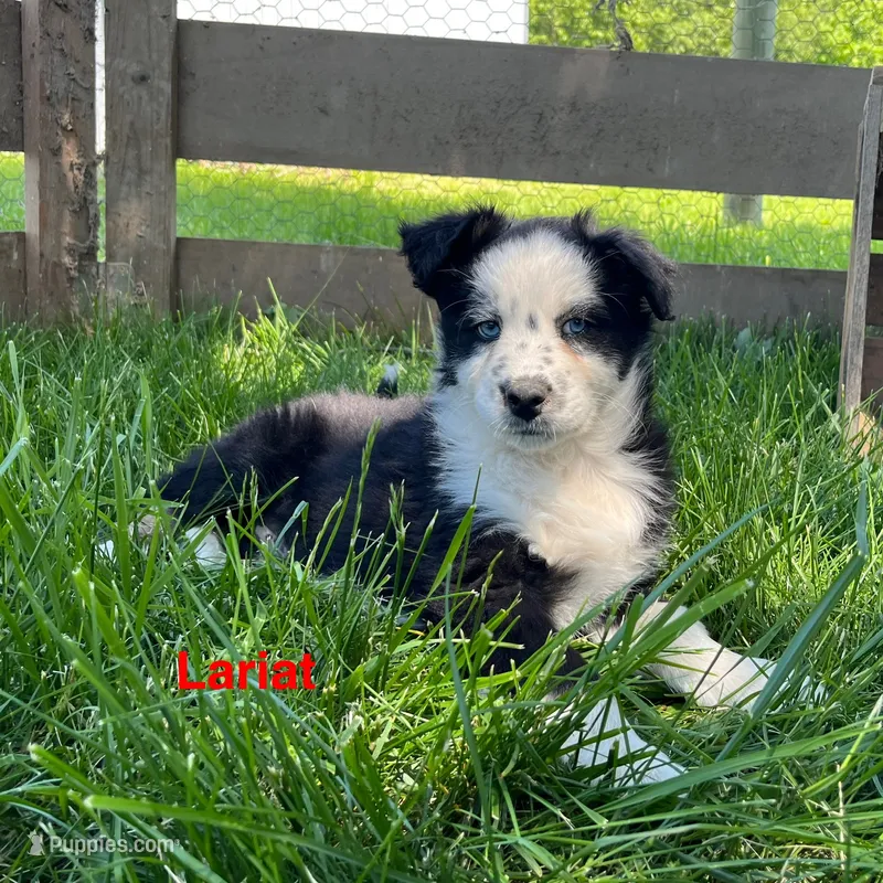 Lariat – Australian Shepherd puppy for sale in Higbee, MO