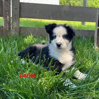 Lariat, a male Australian Shepherd for sale in Higbee, MO – 1 of 10