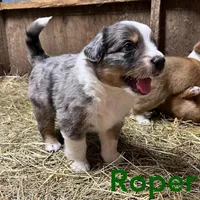 Roper, a male Australian Shepherd for sale in Higbee, MO – Photo 3 of 3
