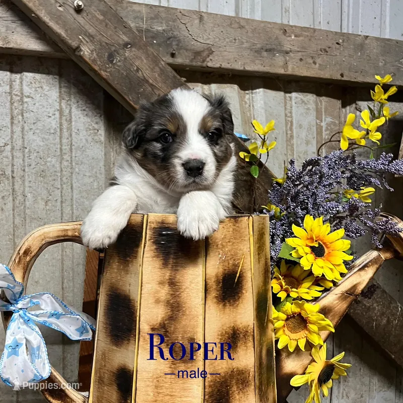 Roper – Australian Shepherd puppy for sale in Higbee, MO