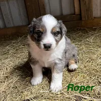 Roper, a male Australian Shepherd for sale in Higbee, MO – Photo 2 of 3