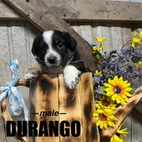Durango, a male Australian Shepherd for sale in Higbee, MO – Photo 1 of 3