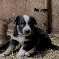 Durango, a male Australian Shepherd for sale in Higbee, MO – Photo 3 of 3
