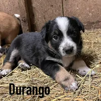 Durango, a male Australian Shepherd for sale in Higbee, MO – Photo 2 of 3