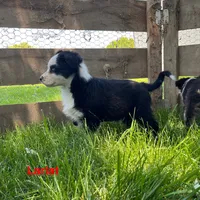 Lariat, a male Australian Shepherd for sale in Higbee, MO – 3 of 10