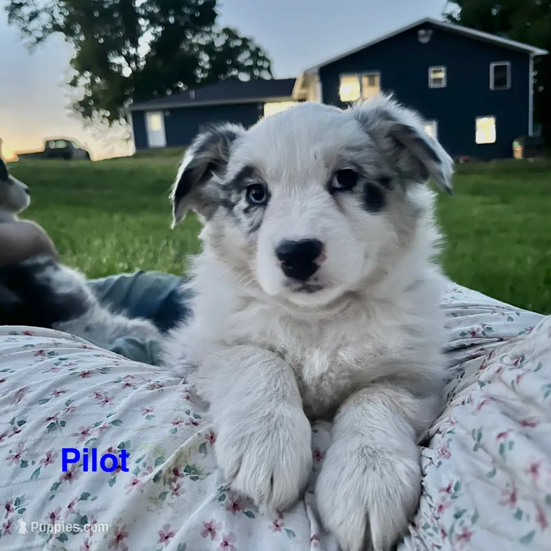 Pilot – Australian Shepherd puppy for sale in Higbee, MO