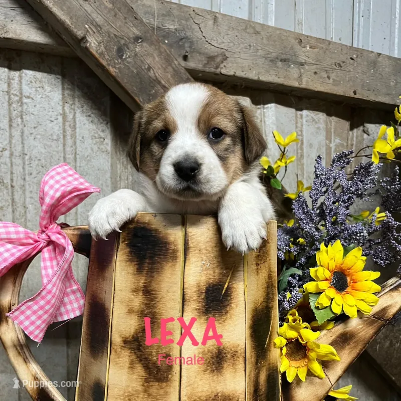 Lexa – Australian Shepherd puppy for sale in Higbee, MO