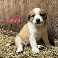 Lexa, a female Australian Shepherd for sale in Higbee, MO – Photo 2 of 3
